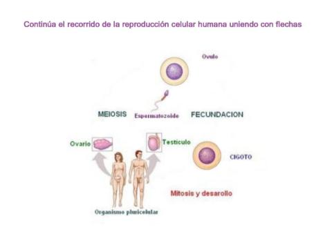 Reproduccón humana