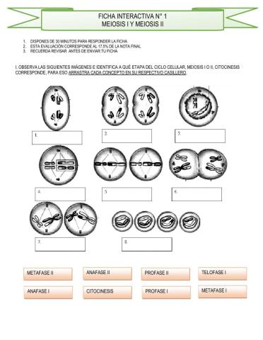 Meiosis I y II