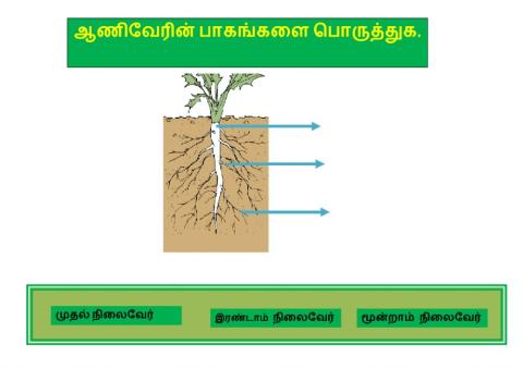 The world of plants