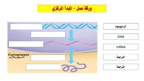 ورقة عمل المبدأ المركزي