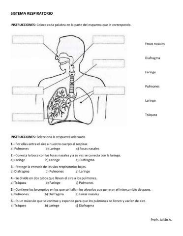 Sistema respiratorio