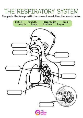 The Respiratory System