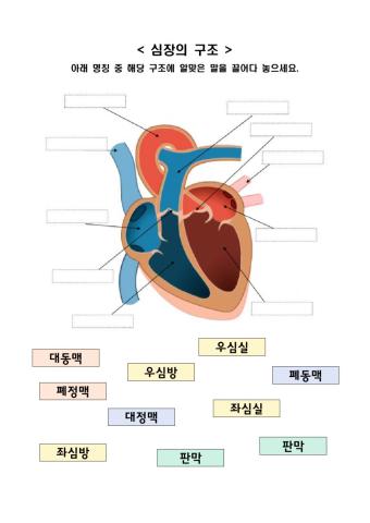 순환계의 구조와 기능