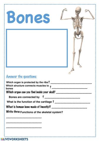 Skeletal System