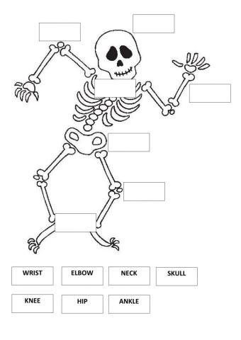 Skeleton