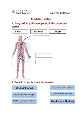 Circulatory system