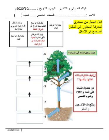 النبات