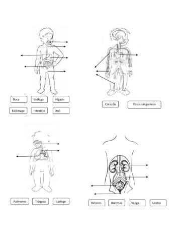 Órganos función nutrición