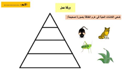 هرم الطاقة