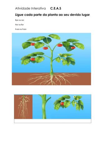 Ligue as partes da planta