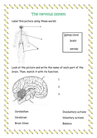 The nervous system