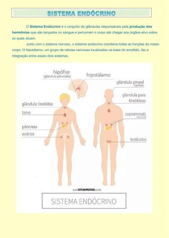 Sistema endócrino