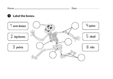 Bones