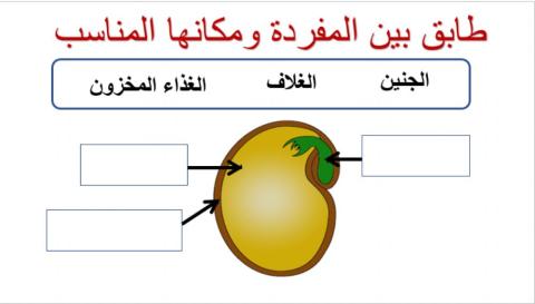 اجزاء البذرة