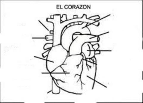 Corazón