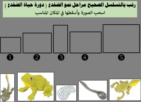 دورة حياة الضفدع