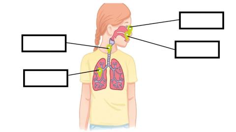 Sistema respiratorio