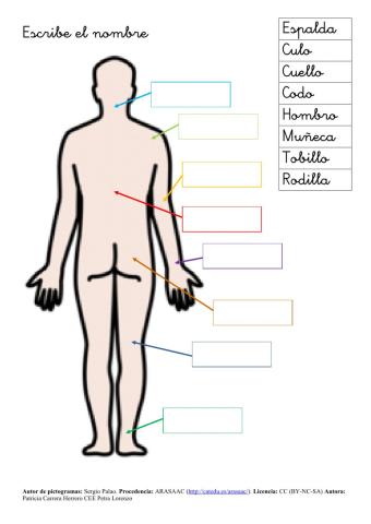 SA Cuerpo humano (partes)