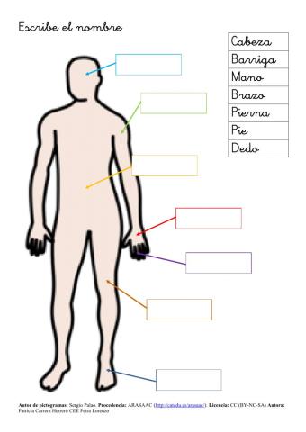 SA Cuerpo humano (partes)