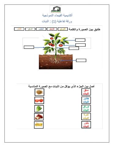 أجزاء النبات