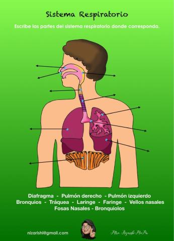 Sistema respiratorio