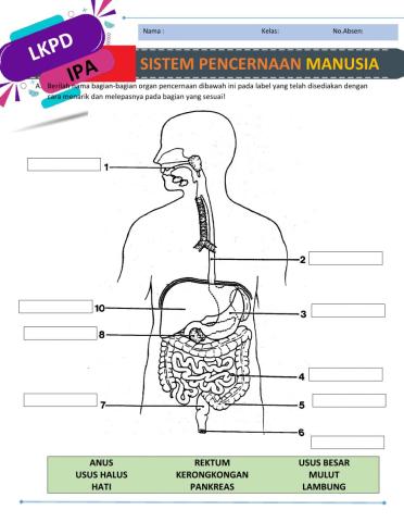 Organ-Organ Sistem Pencernaan