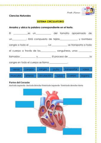 Sistema Circulatorio