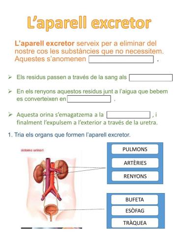 L'aparell excretor