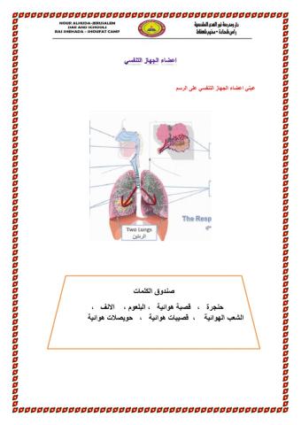 اعضاء الجهاز التنفسي