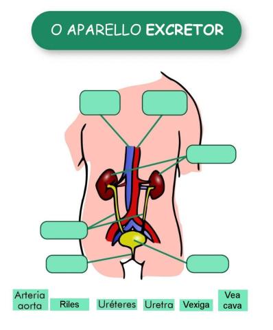 Aparello excretor