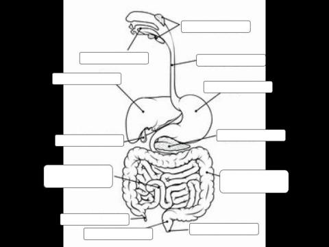 Label the Digestive System