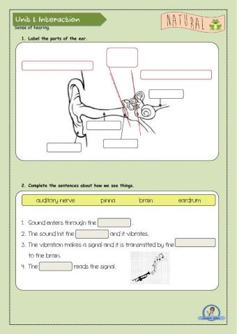 Sense of hearing