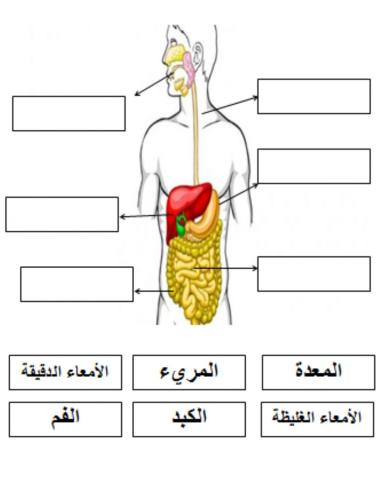 الجهاز الهضمي