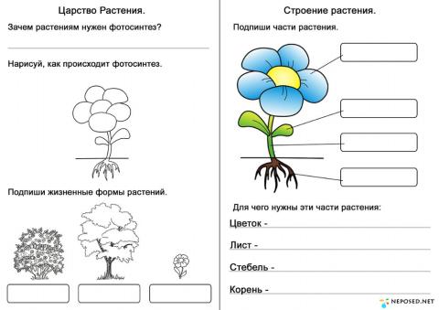 Царство Растения