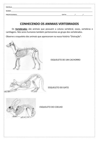 Animais vertebrados