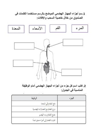 الجهاز الهضمي