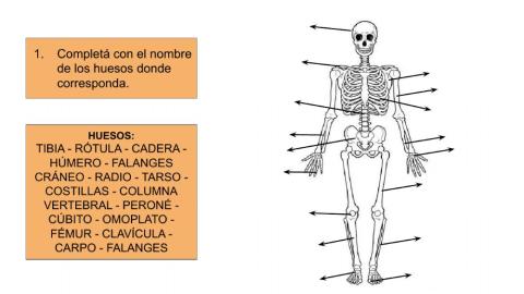 Aparato locomotor - huesos y musculos