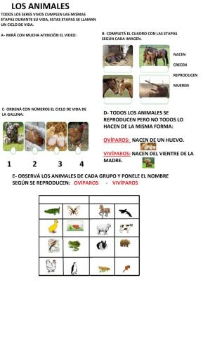 Ciclo de vida de los animales