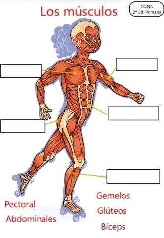 Músculos del cuerpo humano