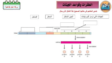 ورقة عمل الطفرات وقواعد الجينات