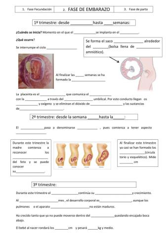 Fase de embarazo