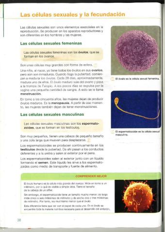 Células sexuales y caracteres sexuales