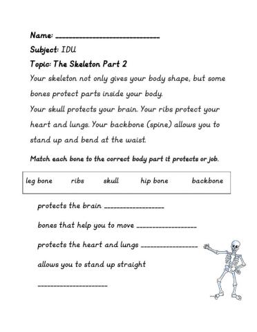 The Skeletal System Pt 2