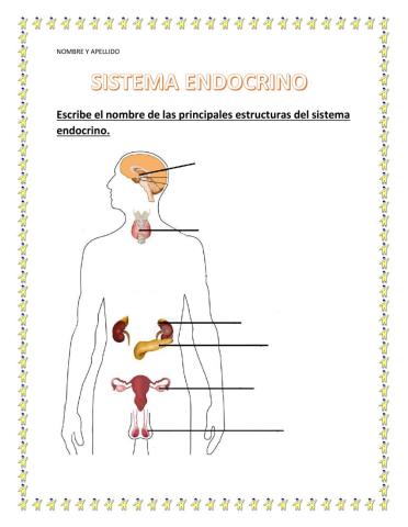 Sistema endocrino