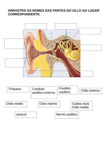 Partes oído