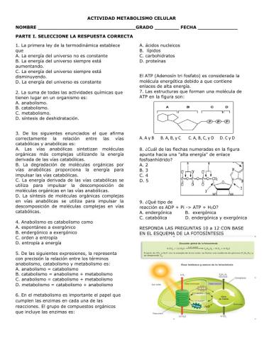 Metabolismo