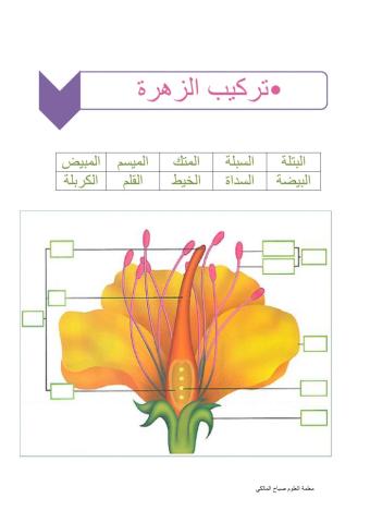 أجزاء تركيب الزهرة في النباتات