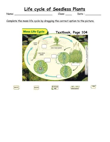 Life cycle of seedless plant