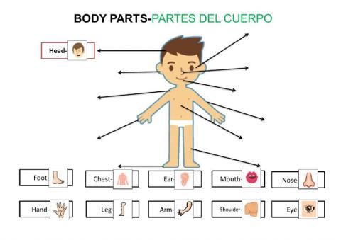 Partes del cuerpo