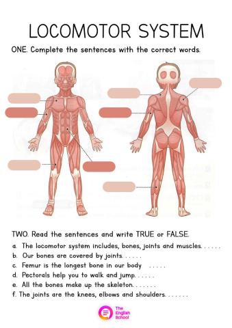 Locomotor System